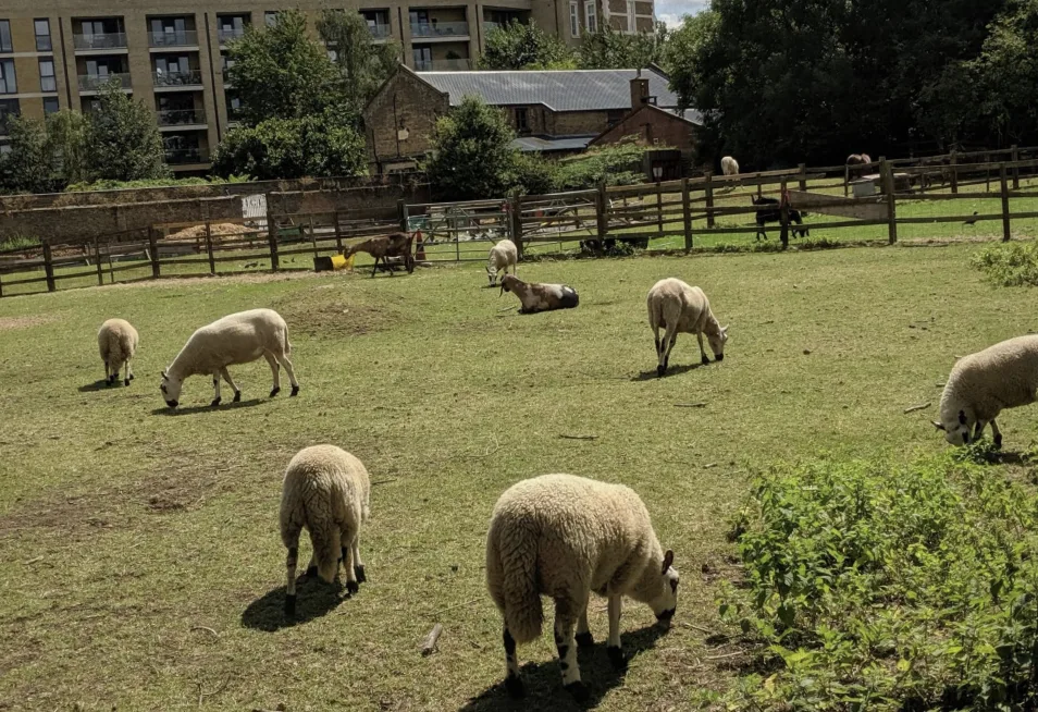 Hackney City Farm: London’s Hidden Urban Oasis