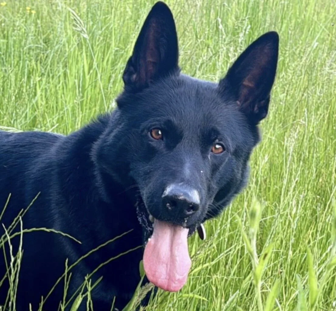 Knife-Wielding Burglars Strike Swindon and Highworth Homes – Two Men Arrested After Police Dog Hunt