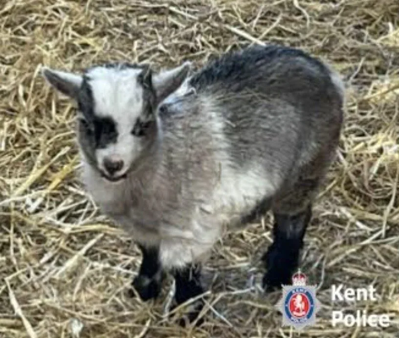 Thieves Steal Two Adorable Baby Pygmy Goats in Broad Daylight Near Rainham – Police Urge Locals to Check CCTV!