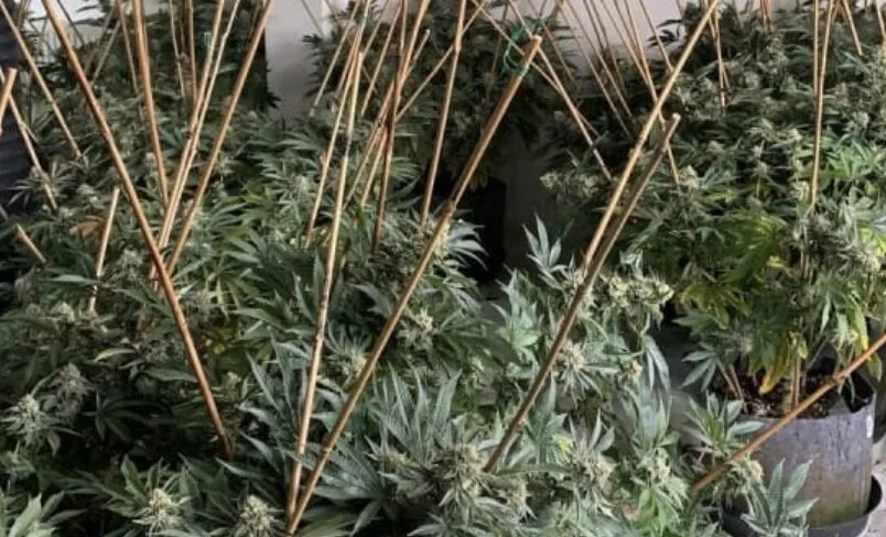 Eleven Suspected Gangsters Busted in Major London Modern Slavery and Drug Raids