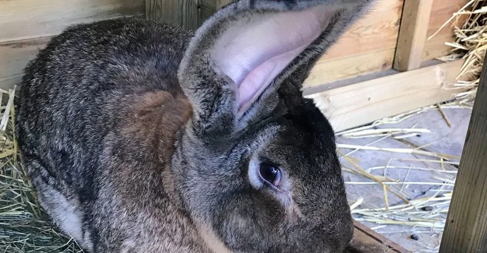 Darius Rabbit Missing Guinness Record award winning rabbit has been stolen from his home in ...