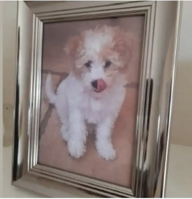 Tragic Theft: Puppy Maisy Stolen and Found Dead in Shocking Othery Burglary