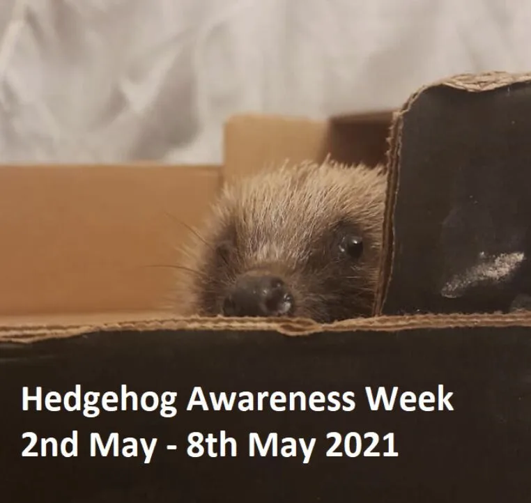 Hedgehog Numbers Plunge by 50% in UK: How Your Garden Can Save Them This Hedgehog Awareness Week