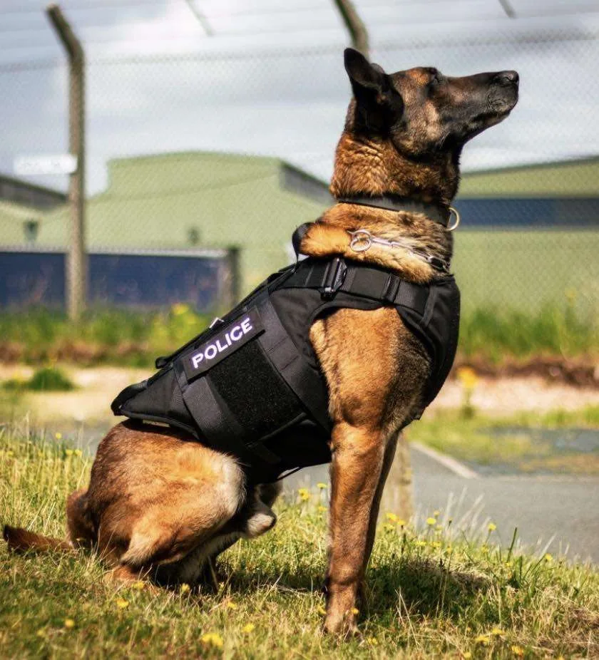 Staffordshire Police Lead UK Rollout of Bulletproof Vests for Police Dogs After Finn’s Law