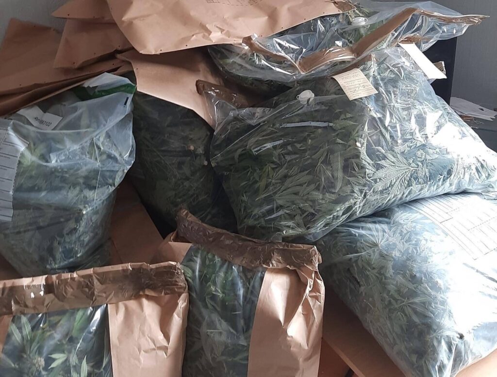 Basingstoke 20-Year-Old Arrested Over Giant Cannabis Farm as Police Warn of Fire and Crime Risks