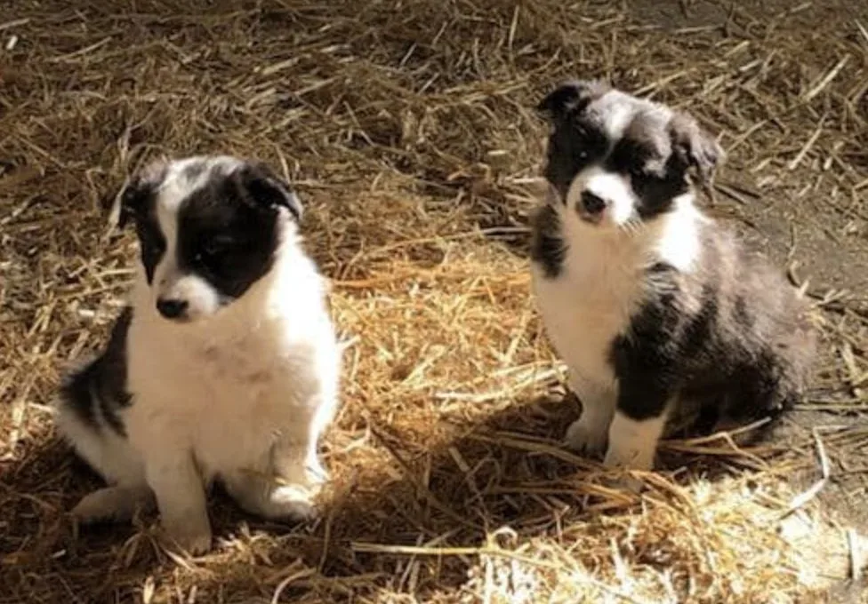 12 Border Collie Puppies Stolen in Daring New Forest Farm Raid – Police Urge Locals to Help