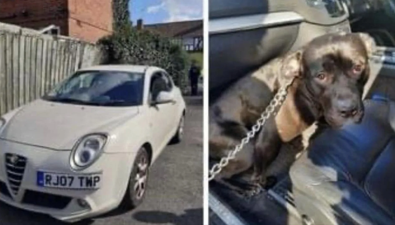 Stolen Car with Dog Inside Found in Berkshire – Police Urge Public Help