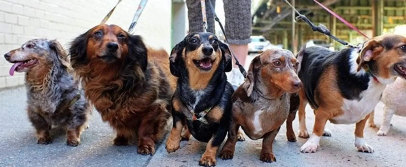 Charity Commission Launches Formal Inquiry into Animal Protection Services Over Alleged Misuse of Funds and Questionable Prosecutions