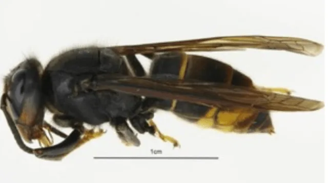 UK on High Alert as Asian Hornet Sightings Surge Ahead of Summer Threat to Bees
