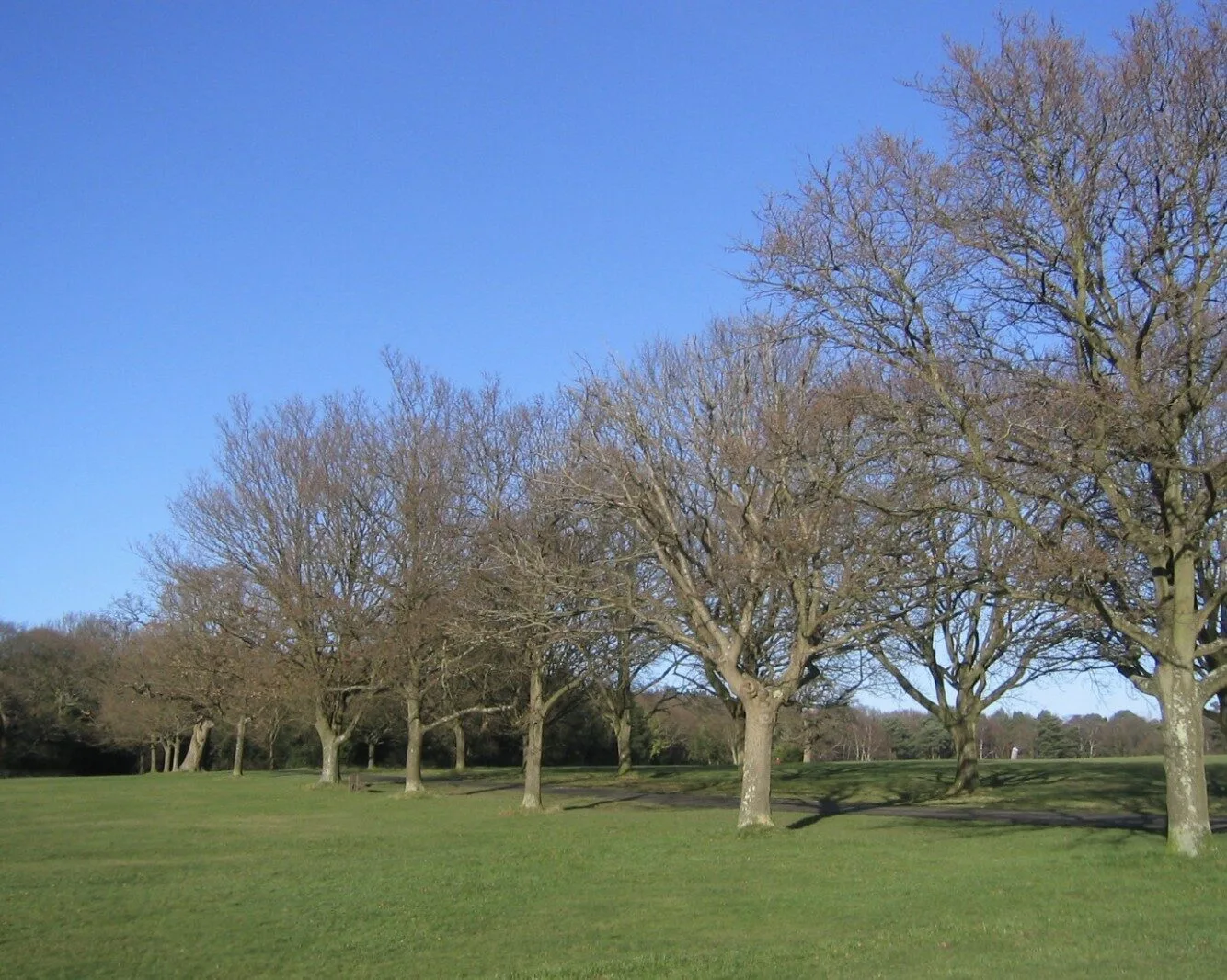 Murder Probe Launched After Body Found Amid Fire Ruins on Southampton Common