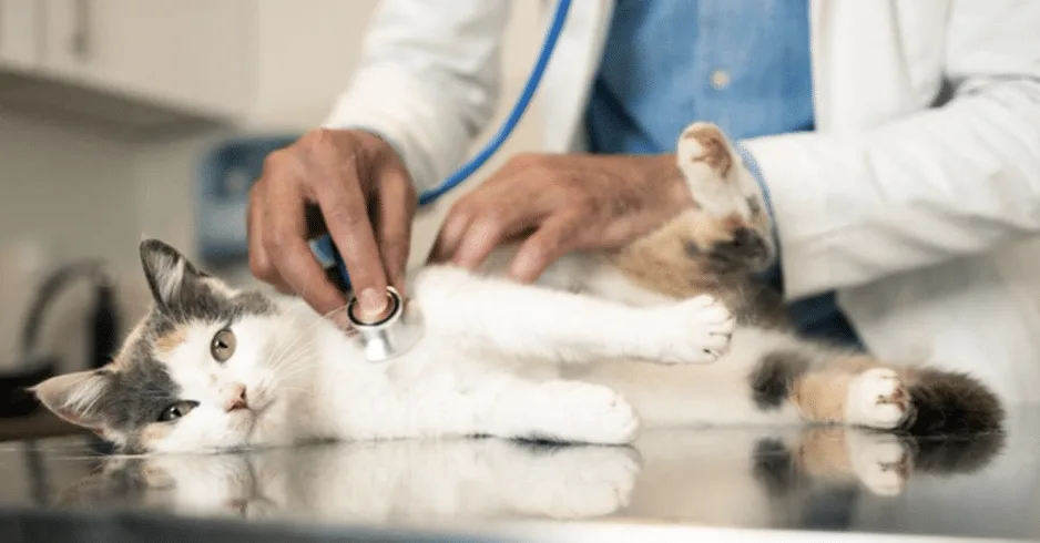 CMA Targets Vets: Crackdown on Hidden Fees Could Save Pet Owners Hundreds by 2026