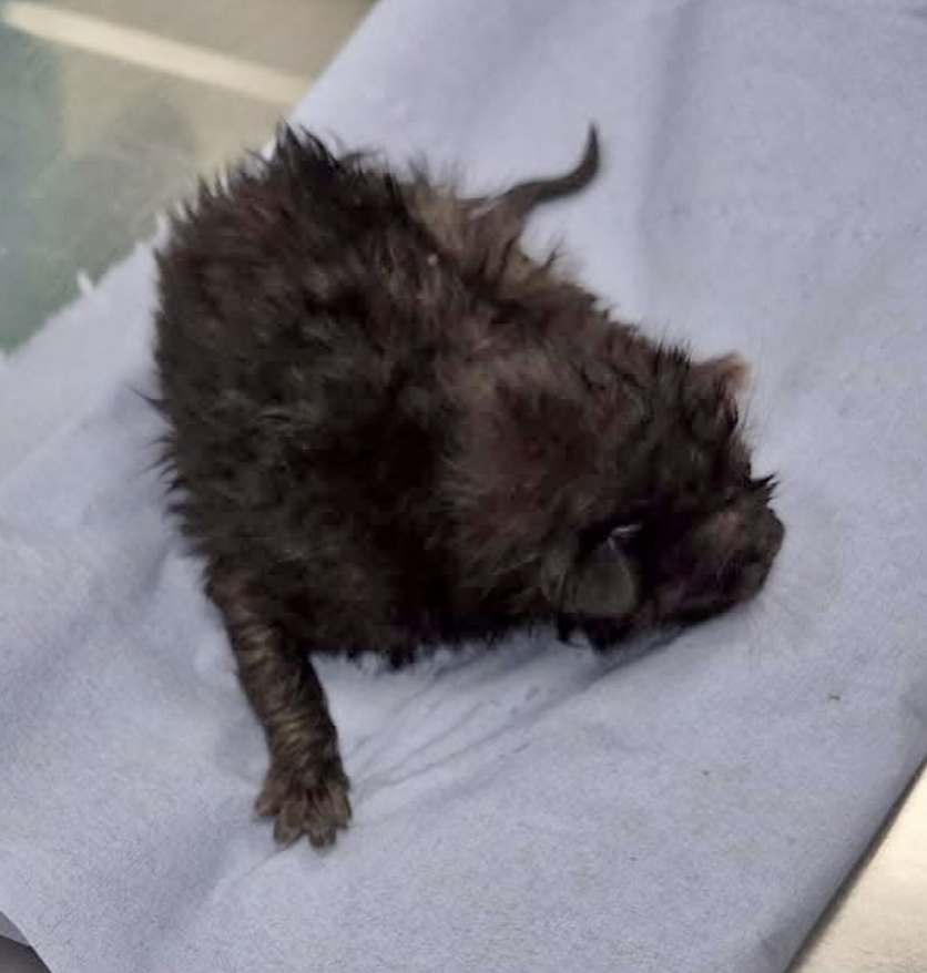 Kitten Rescued from Crownhill Police Patrol Car Wheel Arch – Now Safe with Officers!