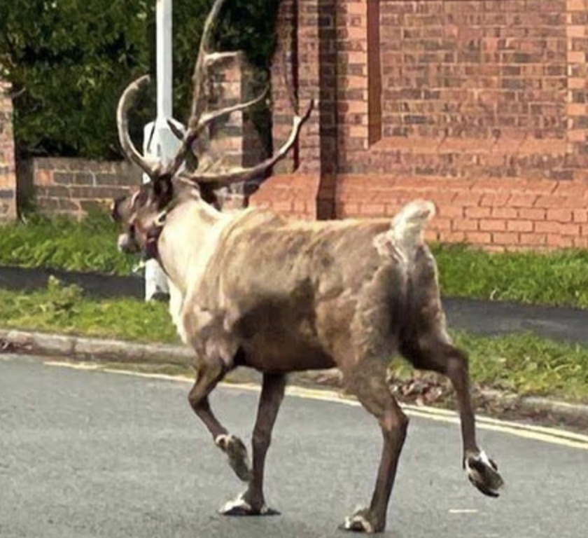 Chaos as Reindeer Goes on the Run in Merseyside Christmas Drama
