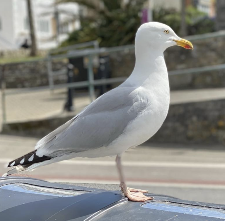 Merseyside Man Jailed Six Weeks for Brutally Stamping Gull to Death in Blackpool