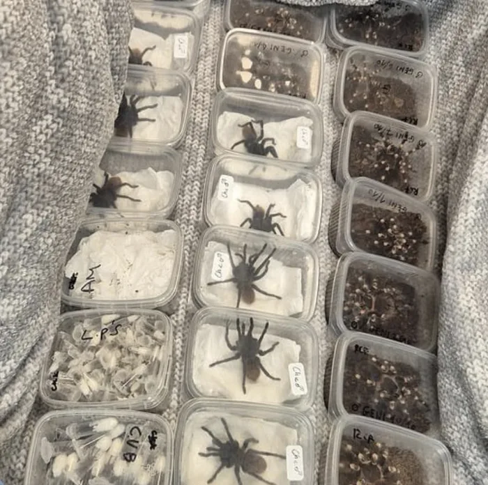 UK Border Force Busts £70K Wildlife Smuggling Ring, Seizes 250 Endangered Animals