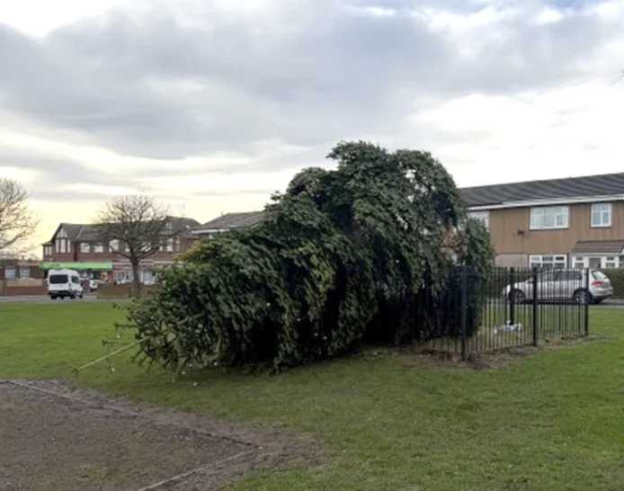 Two Men Arrested After Chopping Down Christmas Tree Hours After Lights Switch-On