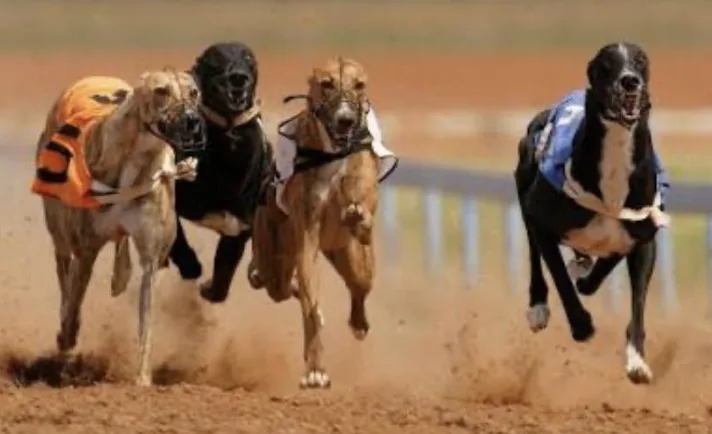 Wales Set to Lead UK with Historic Greyhound Racing Ban by 2030