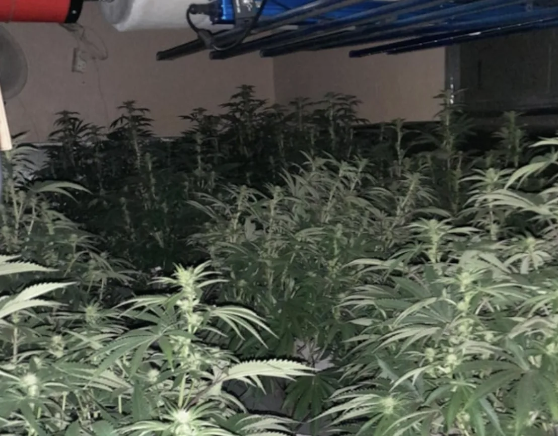 Warminster Cannabis Farm Raid Uncovers 50 Plants, Cocaine and Magic Mushrooms in Major Wiltshire Drug Bust