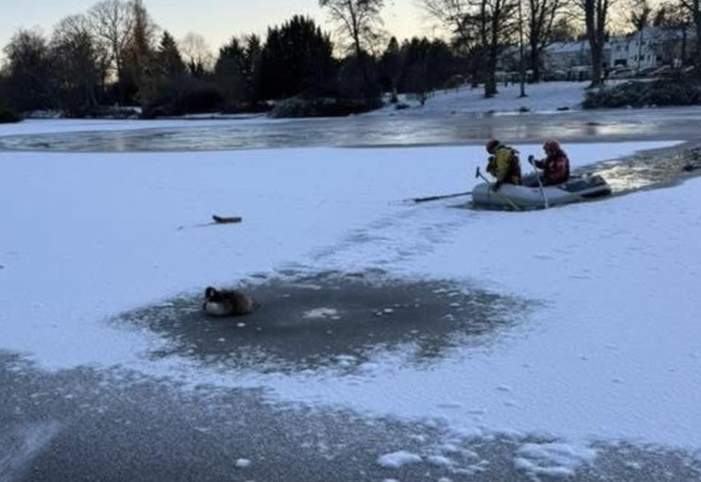 RSPCA Launches Ice-Breaking Rescue for Stranded Canada Goose in Birmingham