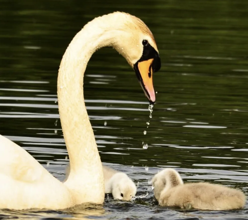 Berkshire Swans Drop Dead: Bird Flu Fears Grow After 21 Found Dead in Newbury