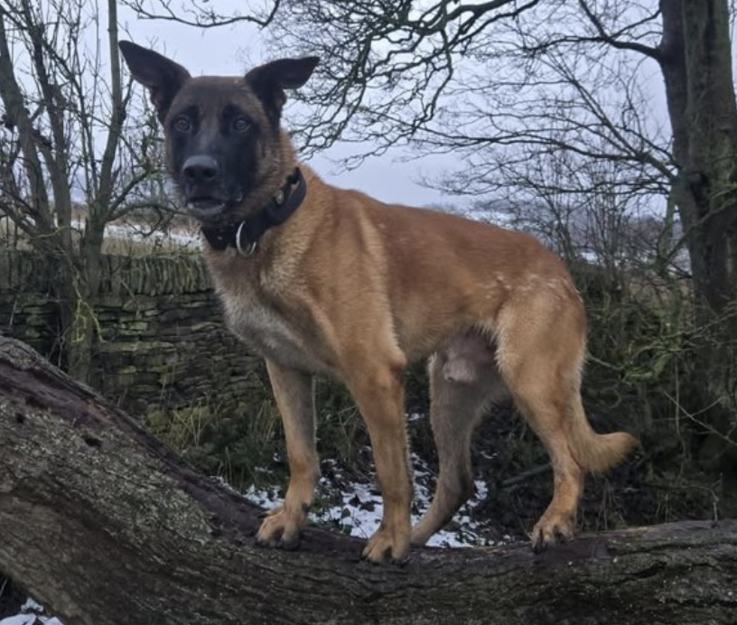 Police Dog Sniffs Out Burglars After High-Speed Chase in Sheffield
