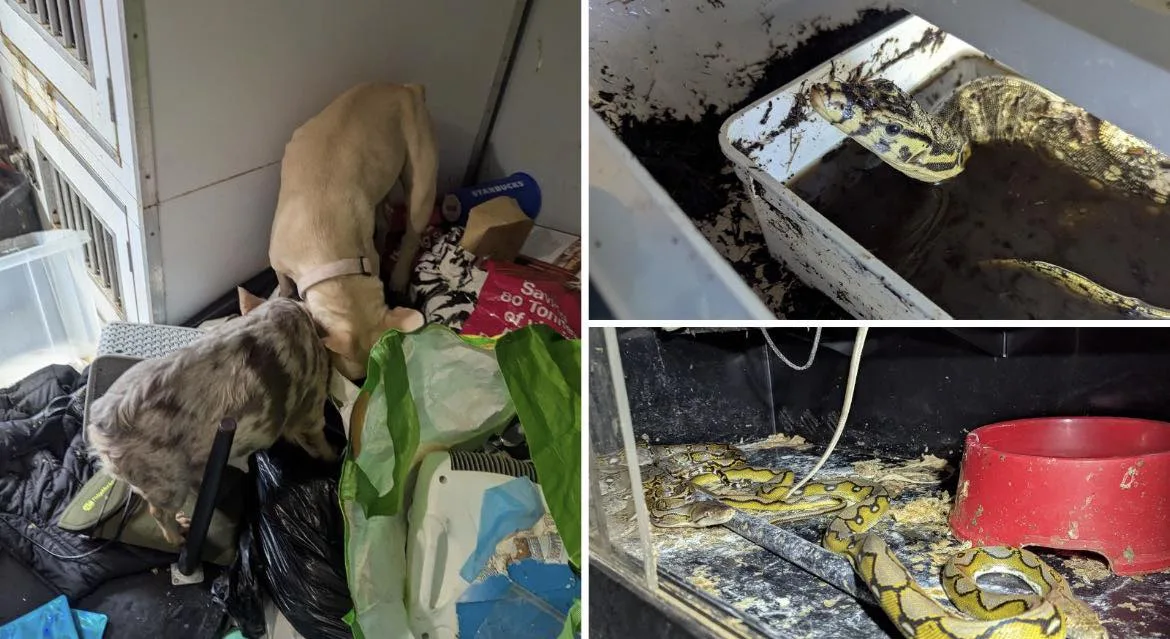 Milford Haven Couple Jailed After 50+ Animals Rescued from Filthy, Cruel Conditions