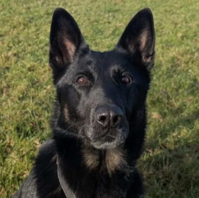 Hero Dog Sniffs Out Cable Thieves in Midlands Manhunt