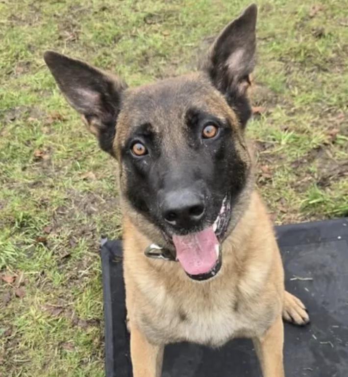 Hero Police Dog Arlo Snaps Up Armed Suspect in Three-Hour Siege Stand-Off