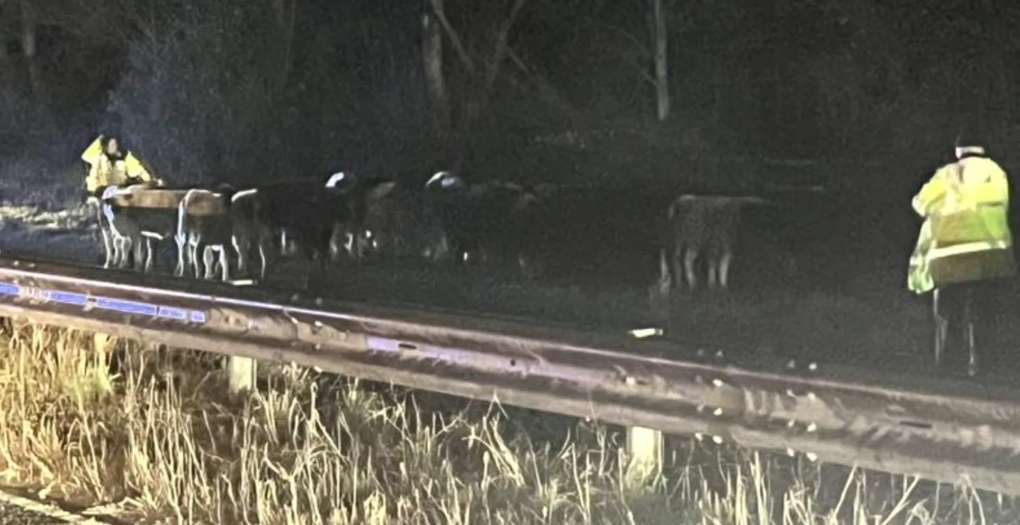 Cow Chaos Closes A350 Near M4, Gridlock Hits Bath as Traffic Halted Both Ways