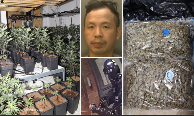 Hove Cannabis Kingpin Hung Nguyen Jailed 18 Months After Massive 437-Plant Farm Bust