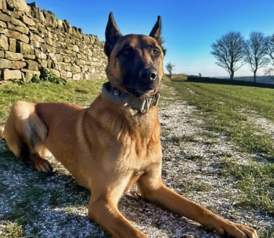 Campervan Crooks Caught After High-Speed South Yorkshire Chase and Police Dog Manhunt