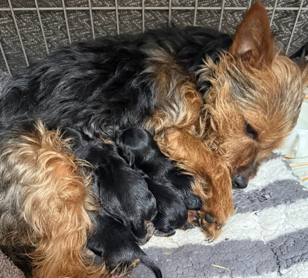 West Yorkshire PCSO Called for Burglary Advice Delivers Four Puppies in Surprise Doggy Delivery