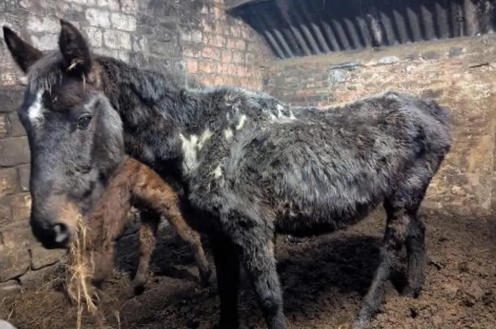 Barnard Castle Farm Horror: Woman Avoids Jail After Animal Neglect Shocks RSPCA