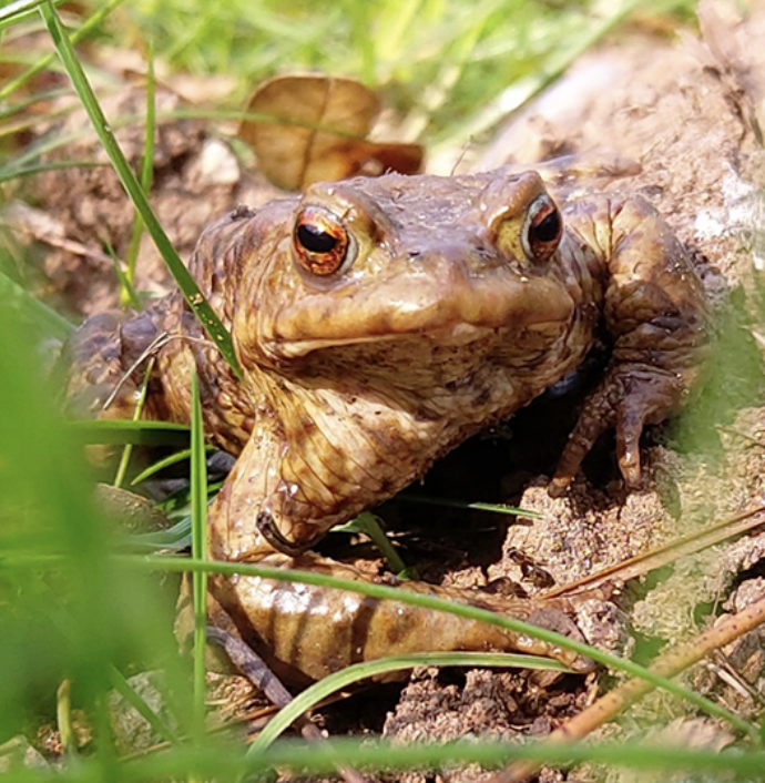 Toad Traffic Chaos at Center Parcs: Hundreds Cross Roads in Spring Migration Warning