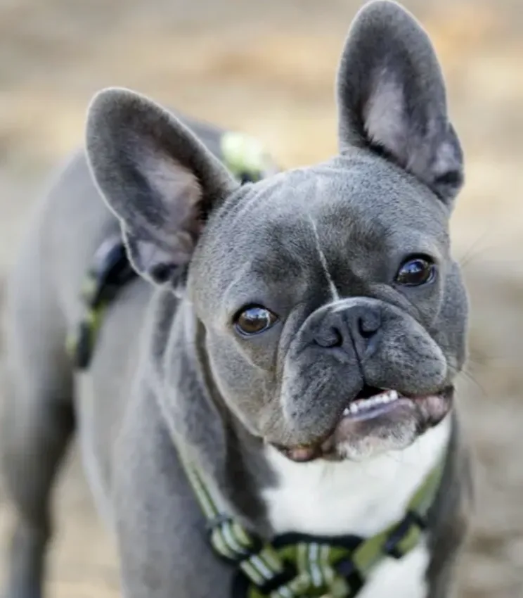 UK Crackdown Could Ban Breeding of 67 Popular Dog Breeds Over Health Risks