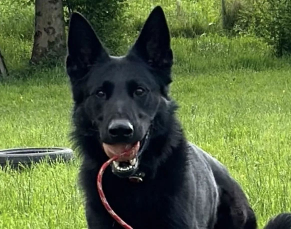 Police Dog Vagus Pins Down Driver After High-Speed Mercedes Chase Ends in Crash