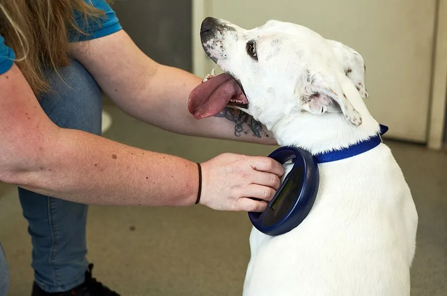 UK Dog Owners Turn to GPS Tracking as Pet Theft Soars—Microchips Alone Aren’t Enough