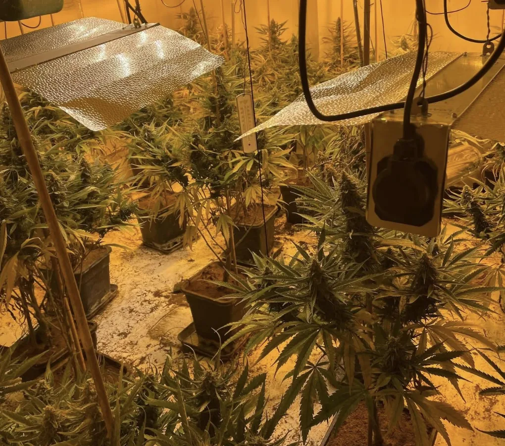 £350k Cannabis Farm Bust in Scunthorpe: Two Men Arrested for Drug Production and Power Theft