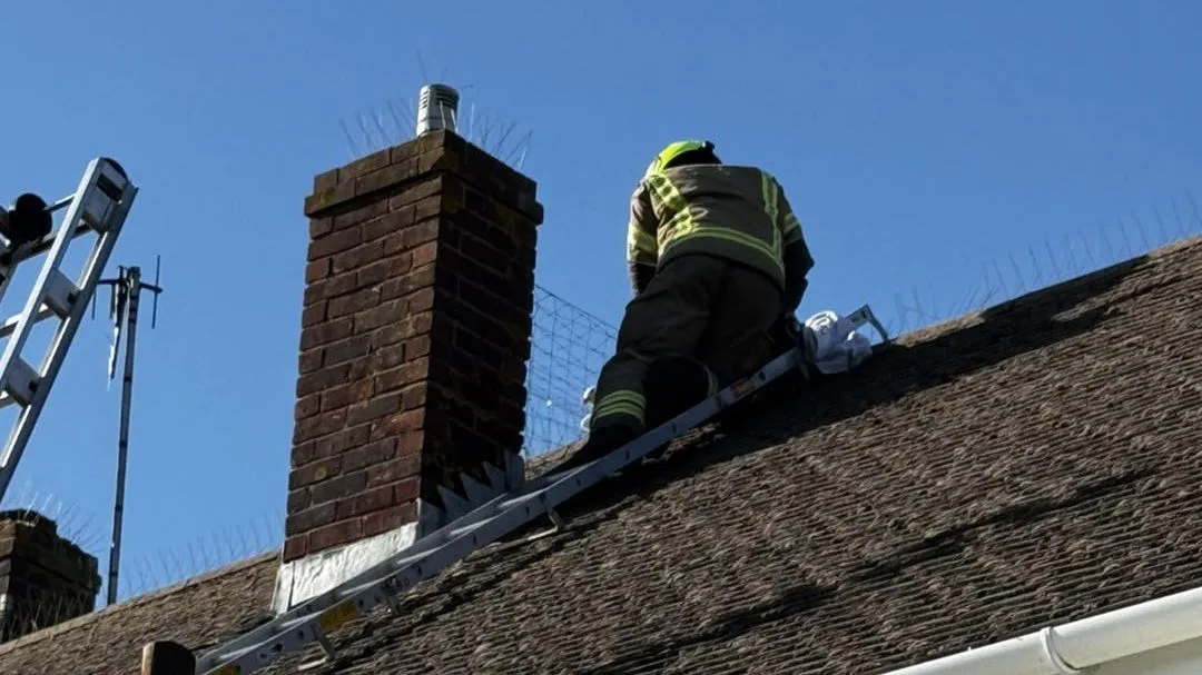 Firefighters and Wildlife Volunteers Join Forces to Save Injured Seagull in East Sussex