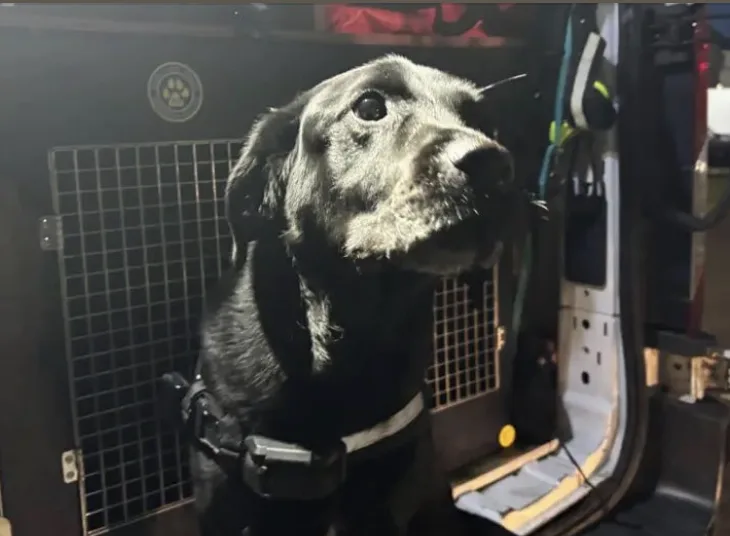 Four Teens Arrested After Brutal Bangor Attack on Hero Rescue Volunteer and Search Dog