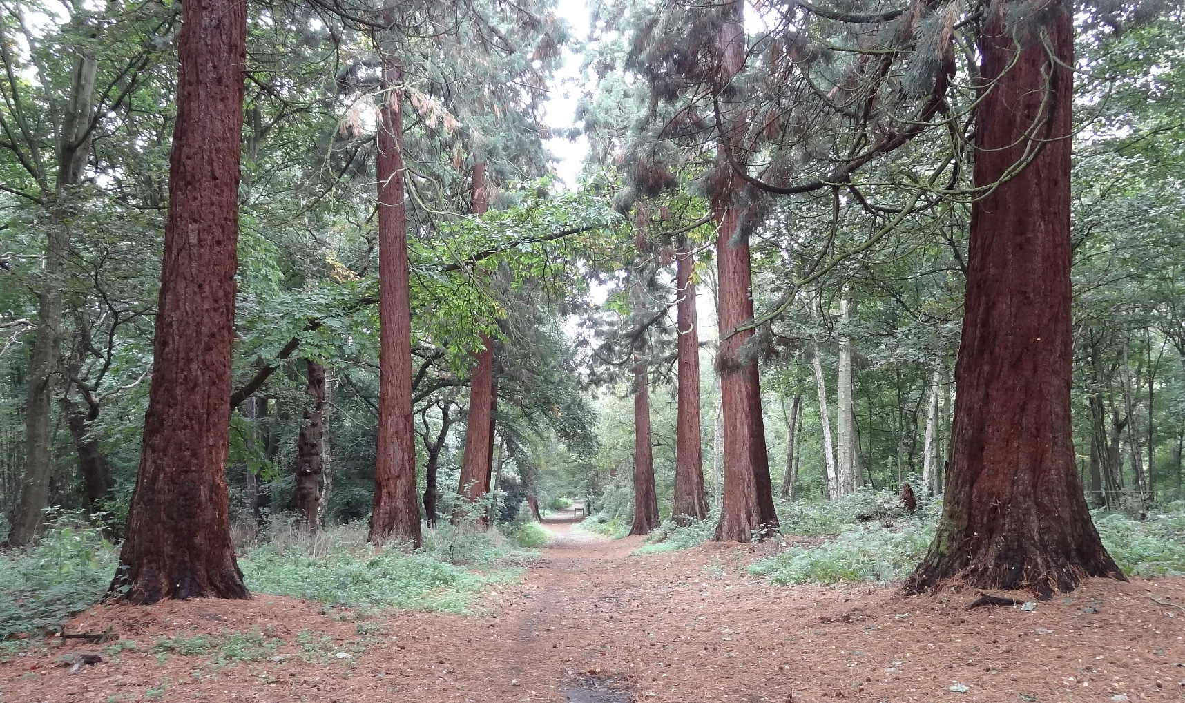 Horse Killed, Rider Injured in Savage Dog Attack Sparks Outcry in Havering Woods