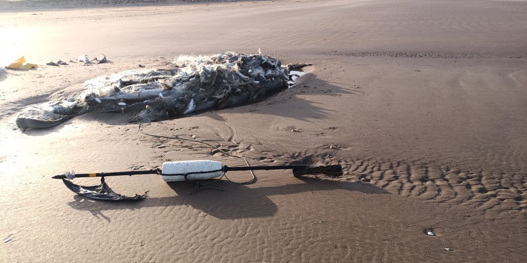 200 Dead Tope Sharks Found in Abandoned Fishing Net at Pembrey Beacht