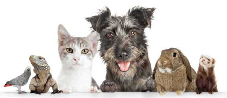New Law Boosts Pet Ownership Rights for Renters Across England