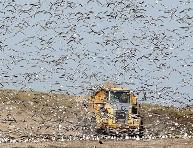 Rat Virus Outbreak Linked to Argentine Landfill on Cruise Bird Trip