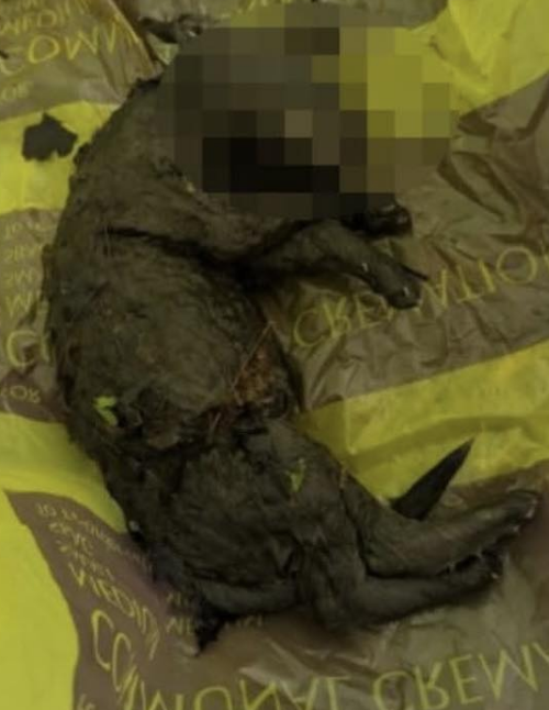RSPCA Probe After Puppy Found Dead in Droitwich Stream
