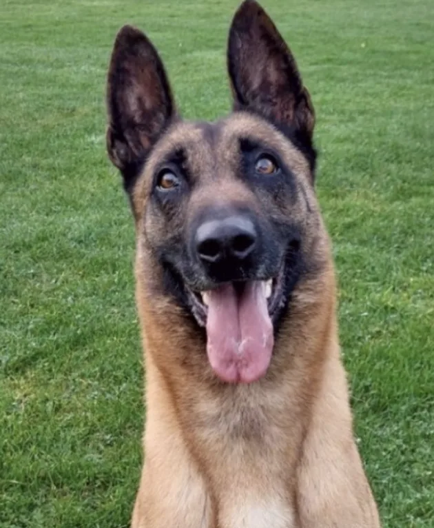 Lanarkshire Police Dog Obi Finds Missing 77-Year-Old Man in Woodland