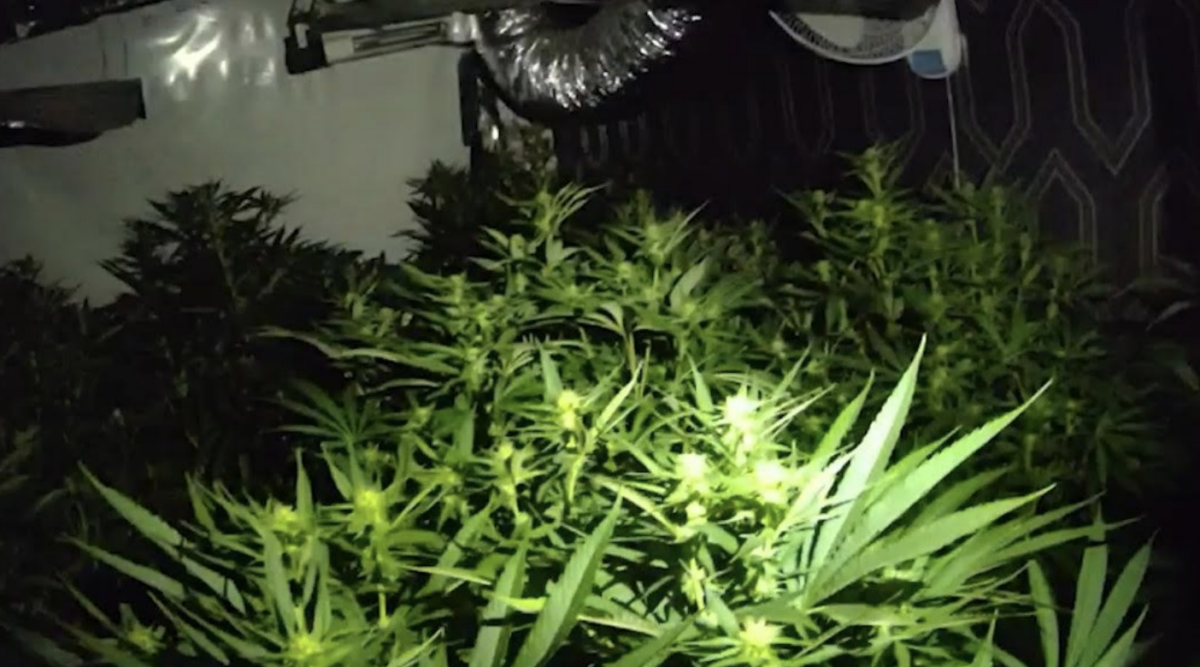 Over 200 Cannabis Plants Seized in Ashford Drug Raid