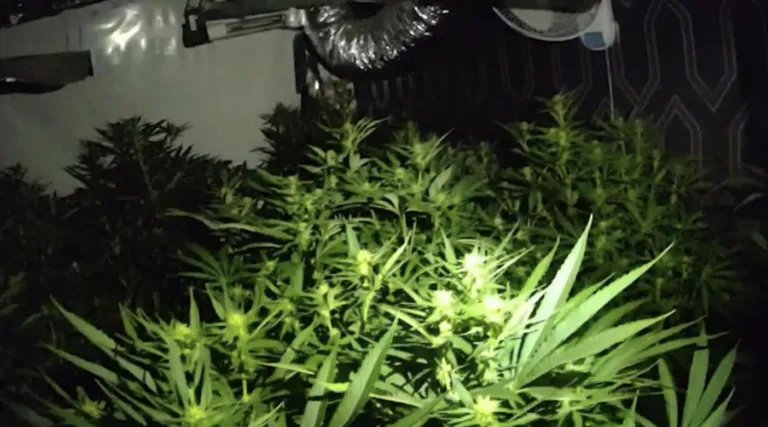 Over 200 Cannabis Plants Seized in Ashford Drug Raid