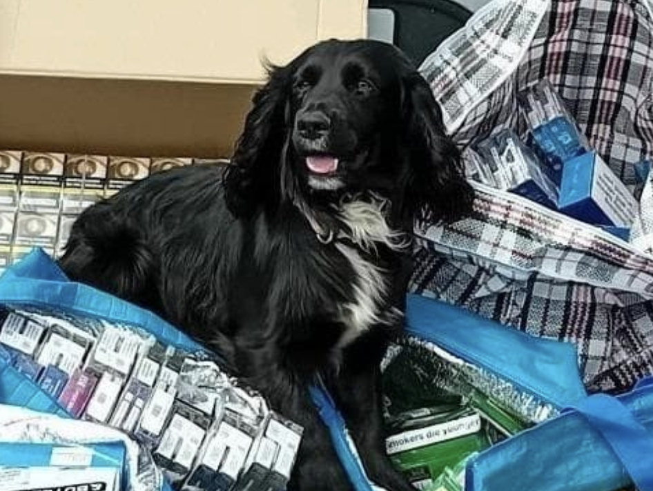 £9,000 Illegal Vapes and Tobacco Seized in Hampshire Police Raid