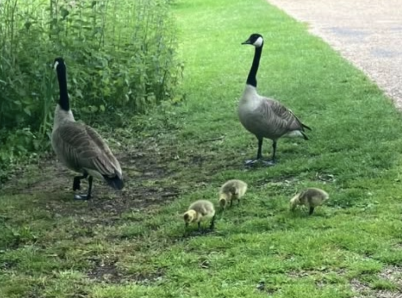 Goose Shot at Royal Wootton Bassett Lake Triggers Police Probe